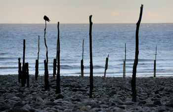 Bird perched on beach poles This landscape photograph captures a solitary bird perched on one of several weathered wooden poles along a rocky beach in the United Kingdom. Taken during the evening in early autumn, the image shows the quiet coastal scene with calm waves of the sea in the background. The interplay of nature and the man-made poles along the coast is highlighted by the fading daylight, which casts soft shadows across the shore. The photograph’s composition emphasizes the peacefulness and raw beauty of the coastal environment in autumn.